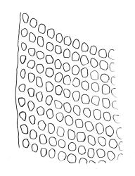 Schlotheimia knightii, upper laminal cells at margin. Drawn from J. Lewinsky 2421, CHR 350083.
 Image: R.C. Wagstaff © Landcare Research 2017 